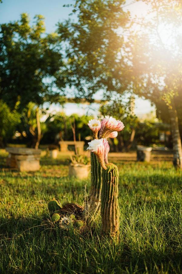 Masseria Agriturismo Il Sorriso Degli Ulivi - Dimora Di Charme Gallipoli Buitenkant foto